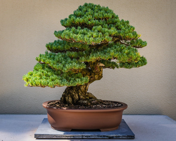 Bonsai Starter | Packaged Live Tree | The Jonsteen Company