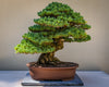 Bonsai Starter | Packaged Live Tree | The Jonsteen Company