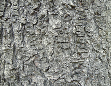 Load image into Gallery viewer, Bosnian Pine | The Jonsteen Company
