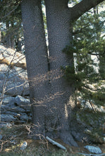 Load image into Gallery viewer, Bosnian Pine | The Jonsteen Company