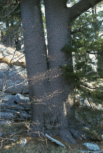 Bosnian Pine | Medium Tree Seedling | The Jonsteen Company