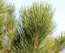 Load image into Gallery viewer, Bosnian Pine | Medium Tree Seedling | The Jonsteen Company