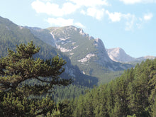 Load image into Gallery viewer, Bosnian Pine | The Jonsteen Company