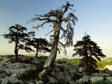 Load image into Gallery viewer, Bosnian Pine | The Jonsteen Company
