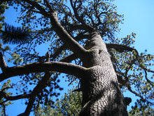 Load image into Gallery viewer, Bosnian Pine | The Jonsteen Company