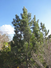 Load image into Gallery viewer, Bosnian Pine | The Jonsteen Company