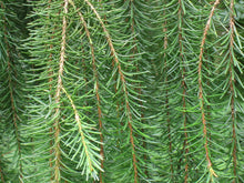Load image into Gallery viewer, Brewer Spruce | Medium Tree Seedling | The Jonsteen Company