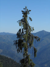 Load image into Gallery viewer, Brewer Spruce | Medium Tree Seedling | The Jonsteen Company