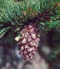 Load image into Gallery viewer, Bristlecone Pine | Pinus aristata | Medium Tree Seedling | The Jonsteen Company