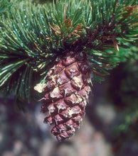 Load image into Gallery viewer, Bristlecone Pine | Pinus aristata | Small Tree Seedling | The Jonsteen Company