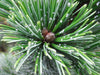 Ancient Bristlecone Pine | Seed Grow Kit | The Jonsteen Company
