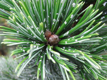 Load image into Gallery viewer, Bristlecone Pine | Pinus aristata | Small Tree Seedling | The Jonsteen Company