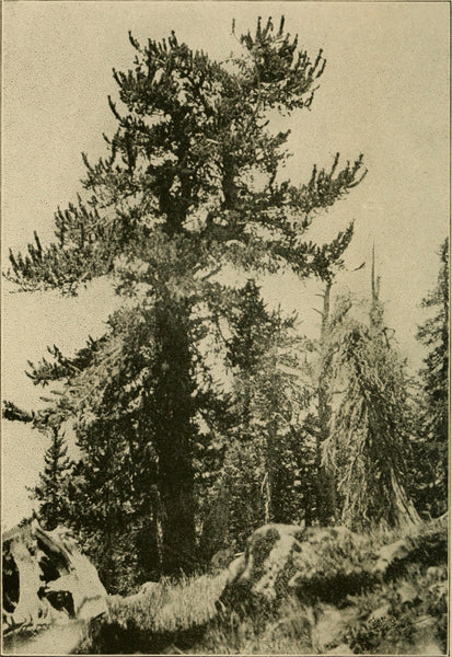Ancient Bristlecone Pine | Seed Grow Kit | The Jonsteen Company