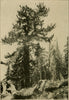 Ancient Bristlecone Pine | Seed Grow Kit | The Jonsteen Company