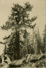 Load image into Gallery viewer, Bristlecone Pine | Pinus aristata | Small Tree Seedling | The Jonsteen Company