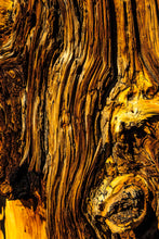 Load image into Gallery viewer, Bristlecone Pine | Pinus longaeva | Small Tree Seedling | The Jonsteen Company
