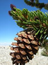 Load image into Gallery viewer, Bristlecone Pine | Pinus longaeva | Small Tree Seedling | The Jonsteen Company