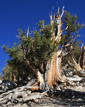 Load image into Gallery viewer, Bristlecone Pine | Pinus longaeva | Small Tree Seedling | The Jonsteen Company