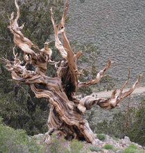 Load image into Gallery viewer, Bristlecone Pine | Pinus longaeva | Small Tree Seedling | The Jonsteen Company