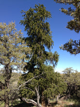 Load image into Gallery viewer, Bristlecone Pine | Pinus longaeva | Small Tree Seedling | The Jonsteen Company