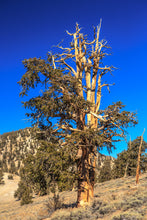 Load image into Gallery viewer, Bristlecone Pine | Pinus longaeva | Small Tree Seedling | The Jonsteen Company
