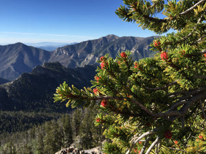 Bristlecone Pine | Pinus longaeva | Small Tree Seedling | The Jonsteen Company