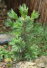 Load image into Gallery viewer, Bristlecone Pine | Pinus longaeva | Small Tree Seedling | The Jonsteen Company