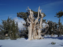 Load image into Gallery viewer, Bristlecone Pine | Pinus longaeva | Small Tree Seedling | The Jonsteen Company