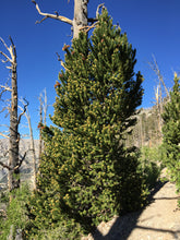 Load image into Gallery viewer, Bristlecone Pine | Pinus longaeva | Small Tree Seedling | The Jonsteen Company