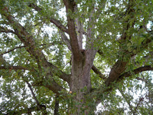 Load image into Gallery viewer, Bur Oak | Medium Tree Seedling | The Jonsteen Company