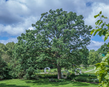 Load image into Gallery viewer, Bur Oak | Medium Tree Seedling | The Jonsteen Company