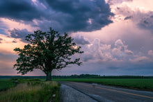 Load image into Gallery viewer, Bur Oak | Medium Tree Seedling | The Jonsteen Company