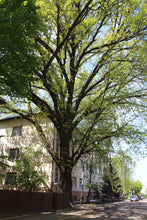 Load image into Gallery viewer, Bur Oak | Medium Tree Seedling | The Jonsteen Company