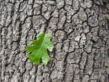Load image into Gallery viewer, California Black Oak | Lot of 30 Tree Seedlings | The Jonsteen Company