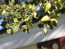 Load image into Gallery viewer, Coast Live Oak | Lot of 30 Tree Seedlings | The Jonsteen Company