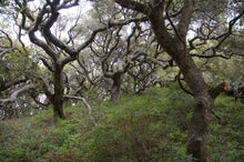 Load image into Gallery viewer, Coast Live Oak | Lot of 30 Tree Seedlings | The Jonsteen Company