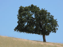 Load image into Gallery viewer, Coast Live Oak | Lot of 30 Tree Seedlings | The Jonsteen Company