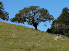 Load image into Gallery viewer, Coast Live Oak | Lot of 30 Tree Seedlings | The Jonsteen Company