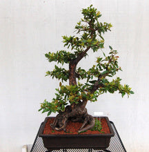 Load image into Gallery viewer, California Bay Laurel | Large Tree Seedling | The Jonsteen Company