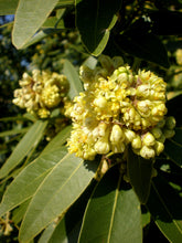 Load image into Gallery viewer, California Bay Laurel | Medium Tree Seedling | The Jonsteen Company