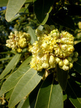Load image into Gallery viewer, California Bay Laurel | Large Tree Seedling | The Jonsteen Company