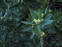 Load image into Gallery viewer, California Bay Laurel | Large Tree Seedling | The Jonsteen Company