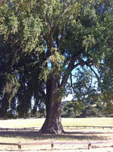 Load image into Gallery viewer, California Bay Laurel | Medium Tree Seedling | The Jonsteen Company