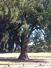 Load image into Gallery viewer, California Bay Laurel | Large Tree Seedling | The Jonsteen Company