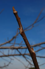 Load image into Gallery viewer, California Black Walnut | XL Tree Seedling | The Jonsteen Company