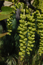 Load image into Gallery viewer, California Black Walnut | XL Tree Seedling | The Jonsteen Company