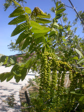 Load image into Gallery viewer, California Black Walnut | XL Tree Seedling | The Jonsteen Company