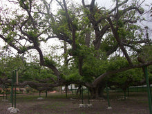 Load image into Gallery viewer, California Black Walnut | XL Tree Seedling | The Jonsteen Company