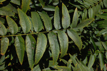 Load image into Gallery viewer, California Black Walnut | XL Tree Seedling | The Jonsteen Company