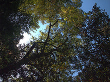 Load image into Gallery viewer, California Black Walnut | XL Tree Seedling | The Jonsteen Company